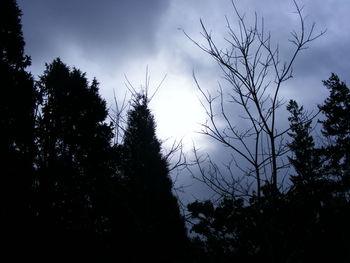 Silhouette of trees against sky