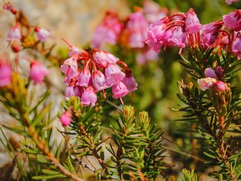 Close-up of pink flowers blooming outdoors