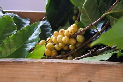 Close-up of fruits on tree