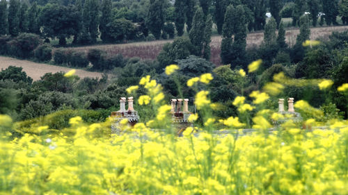 Scenic view of agricultural field against trees