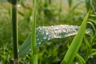 Close-up of raindrops on grass