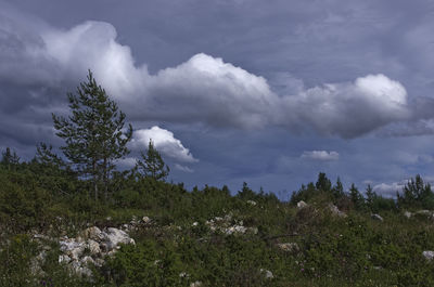 Scenic view of tree against sky