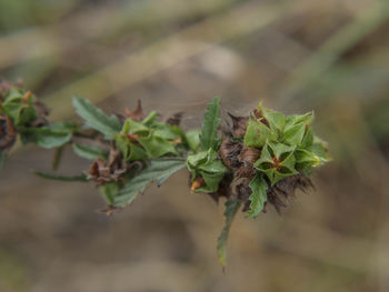 Close-up of plant