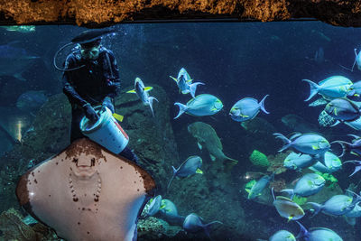 Scuba diving in sea