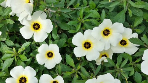 Close-up of white daisy flowers