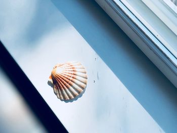 Low angle view of shell on glass window