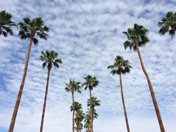 Low angle view of palm trees against cloudy sky