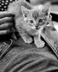 Close-up portrait of cat