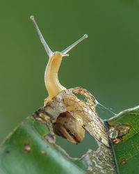 Close-up of insect on leaf