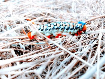 Close-up of butterfly on twig