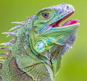 Close-up of a lizard