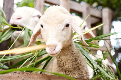 Cute little lamb. animal portrait.