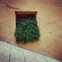 Potted plants growing on wall