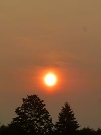 Low angle view of silhouette tree against orange sky