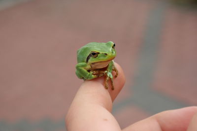 Close-up of green frog on woman finger