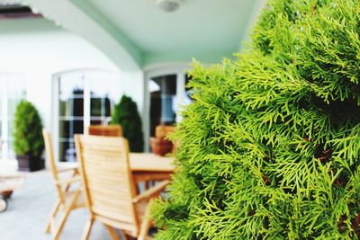 Close-up of plant and a table