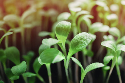 Fresh micro greens, growing, macro photography. green leafs