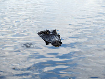 Turtle swimming in water