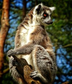 Close-up of a lemur looking away