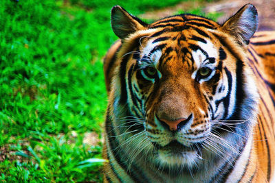 Close-up of tiger