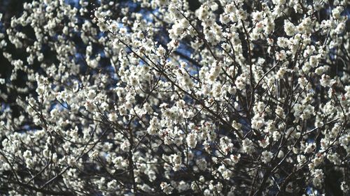 White flowers blooming on tree