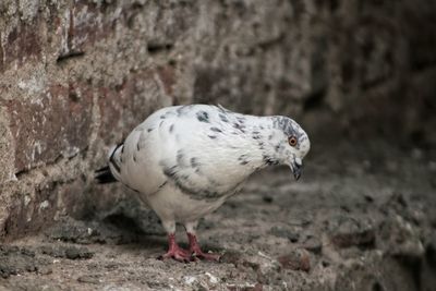 Close-up of a bird