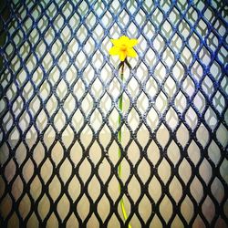 Full frame shot of chainlink fence