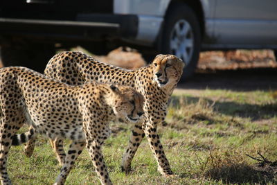 Cheetahs in a field