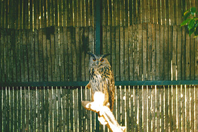 Close-up of bird in cage