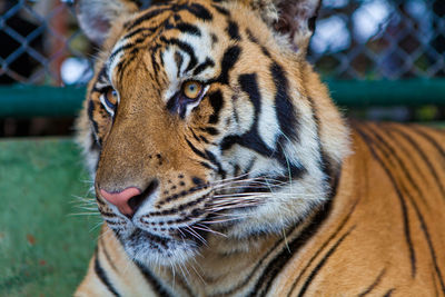 Close-up of a tiger