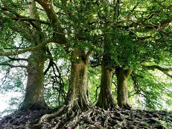 Low angle view of trees in forest