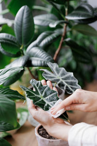 Close-up of hand holding plant