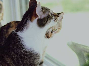 Close-up of cat looking away