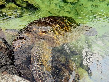 High angle view of turtle in pond