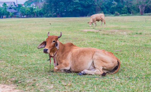 Cows in a field