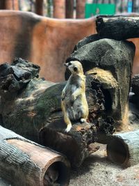 Close-up of bird sitting outdoors