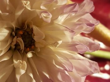 Full frame shot of white flowers