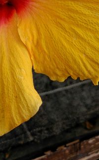 Close-up of yellow flower