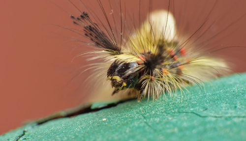 Close-up of insect on flower