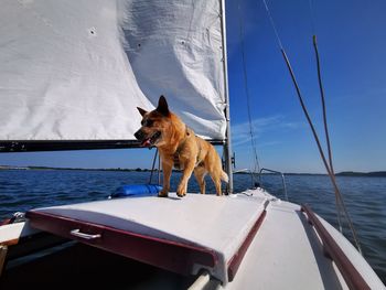 View of dog on boat in sea