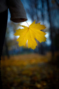 Cropped hand holding autumn leaf