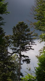 Low angle view of trees in forest against sky