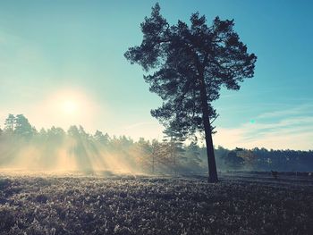 Trees on field against sky during foggy weather