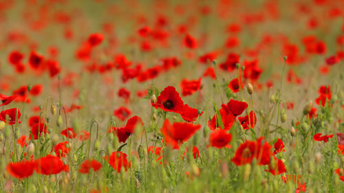 Close-up of red poppy on field
