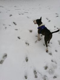 Dog on snow covered land