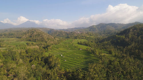 Green rice terraces, fields and agricultural land with crops. aerial view farmland with rice terrace