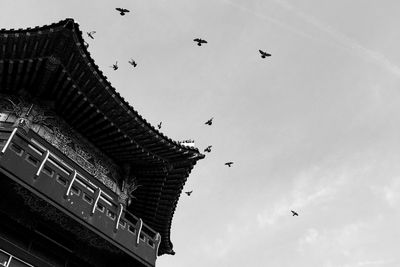 Low angle view of bird flying in sky