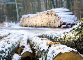 Close-up of logs in forest during winter