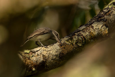 Close-up of bird perching on tree
