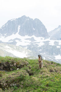 Marmot in the swiss alps in front of the mountain schneehuehnerstock